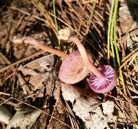 Laccaria amethystina image