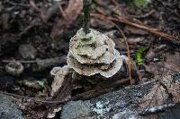 Bjerkandera adusta image
