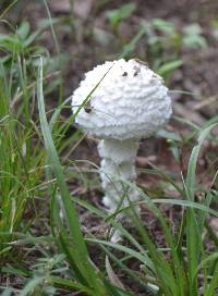 Amanita thiersii image