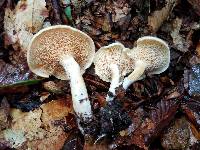 Hydnum zongolicense image