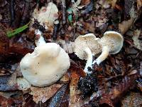 Hydnum zongolicense image