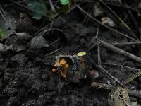 Mycena crocea image