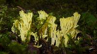 Ramaria cystidiophora image