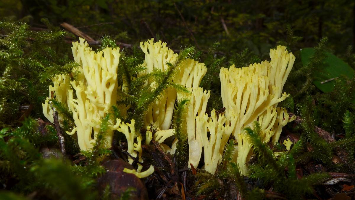 Ramaria cystidiophora image