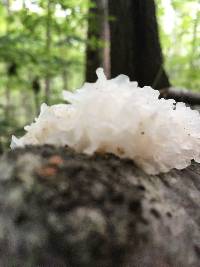 Tremella fuciformis image