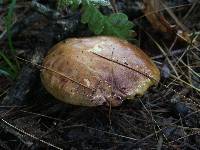 Suillus acidus image