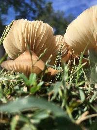 Marasmius oreades image