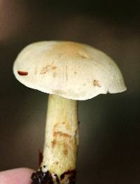 Tricholoma odorum image