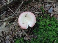 Russula aquosa image