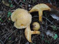 Suillus subaureus image