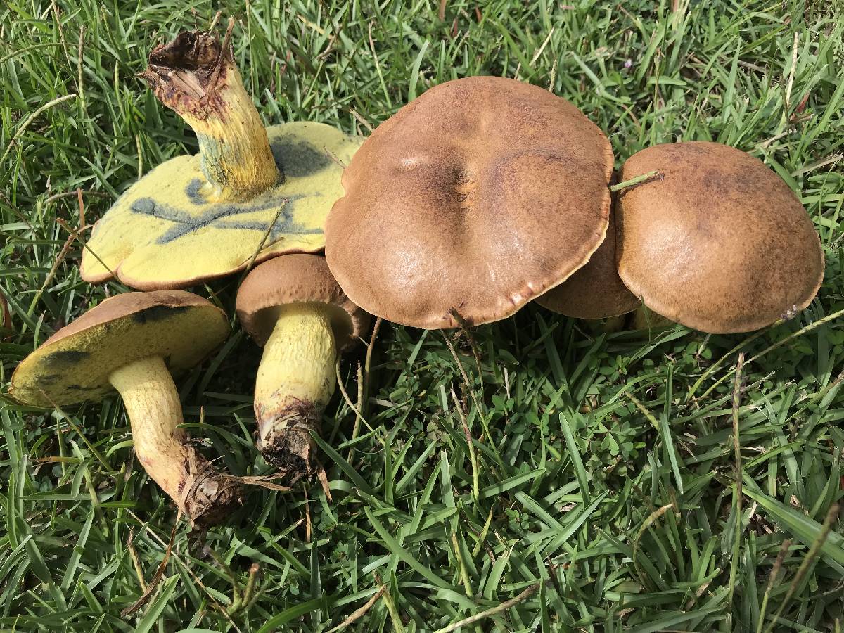 Boletus luridellus image