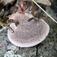 Nigroporus vinosus image