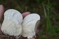 Calvatia cyathiformis image