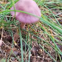 Laccaria amethystina image
