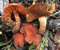 Cortinarius hesleri image