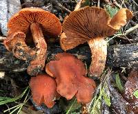 Cortinarius hesleri image