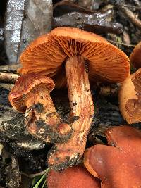 Cortinarius hesleri image