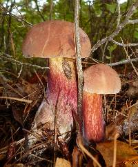 Boletus oliveisporus image