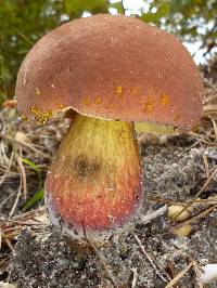 Boletus oliveisporus image