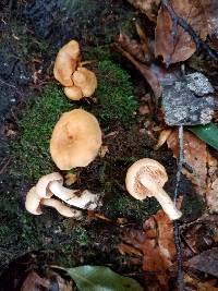 Hydnum zongolicense image
