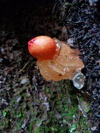 Calostoma cinnabarinum image