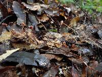 Mycena luxfoliicola image