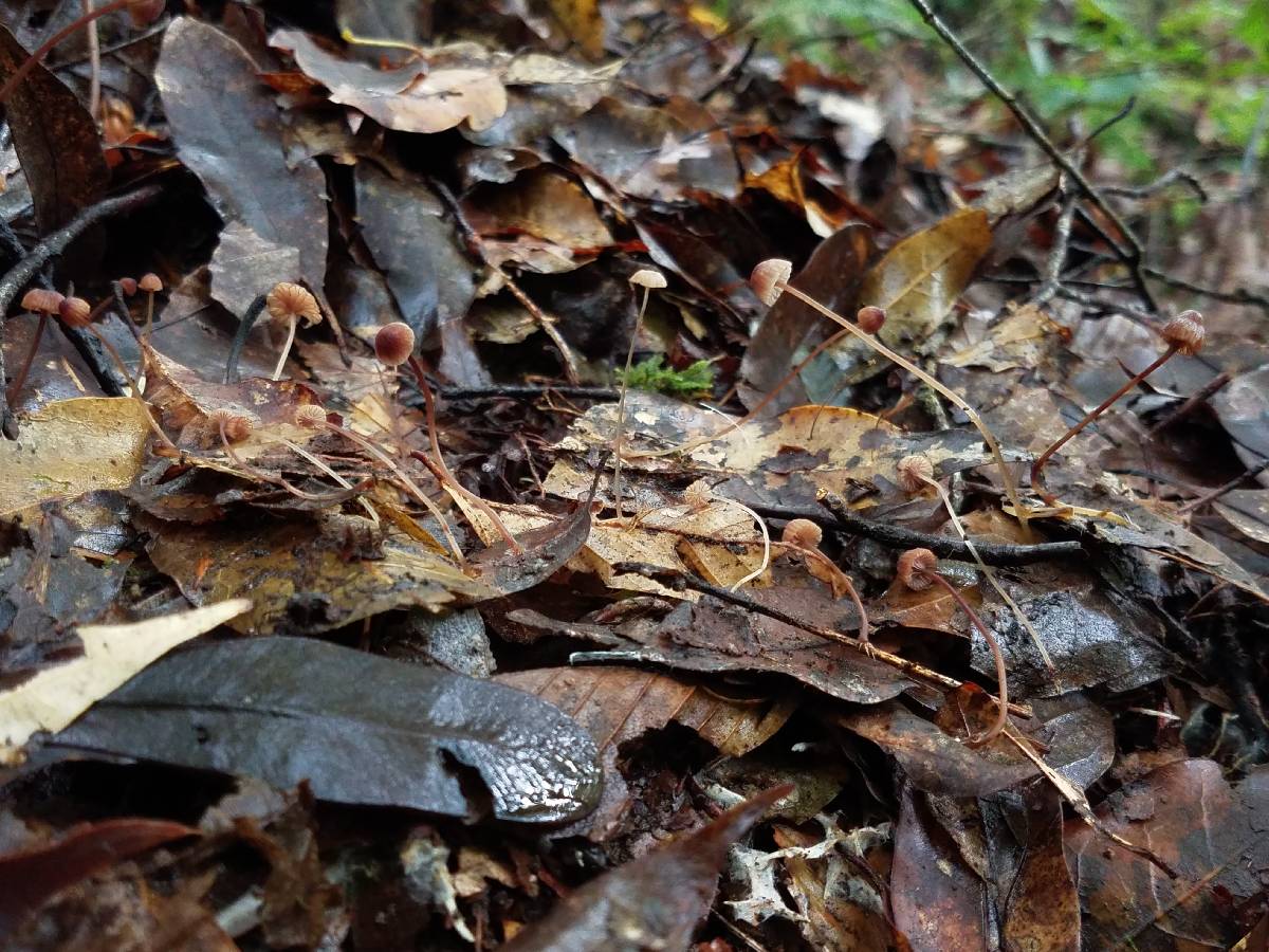 Mycena luxfoliicola image