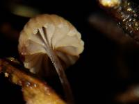Mycena luxfoliicola image
