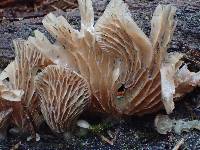 Hohenbuehelia petaloides image