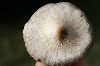 Chlorophyllum hortense image