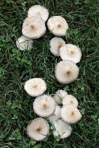 Chlorophyllum hortense image