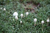 Chlorophyllum hortense image