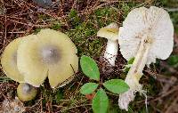 Tricholoma davisiae image