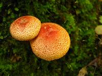 Cortinarius bolaris image