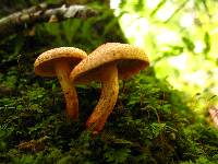 Cortinarius bolaris image