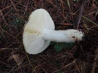 Russula seperina var. luteovirens image