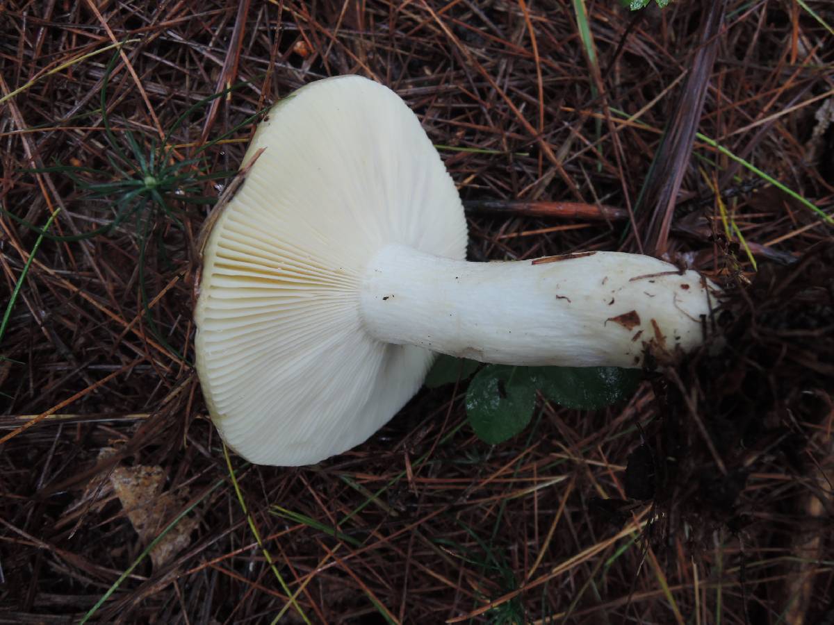 Russula seperina var. luteovirens image