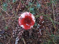 Russula xerampelina image