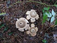 Geastrum triplex image