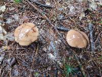 Suillus luteus image