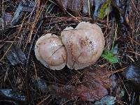 Clitocybe martiorum image