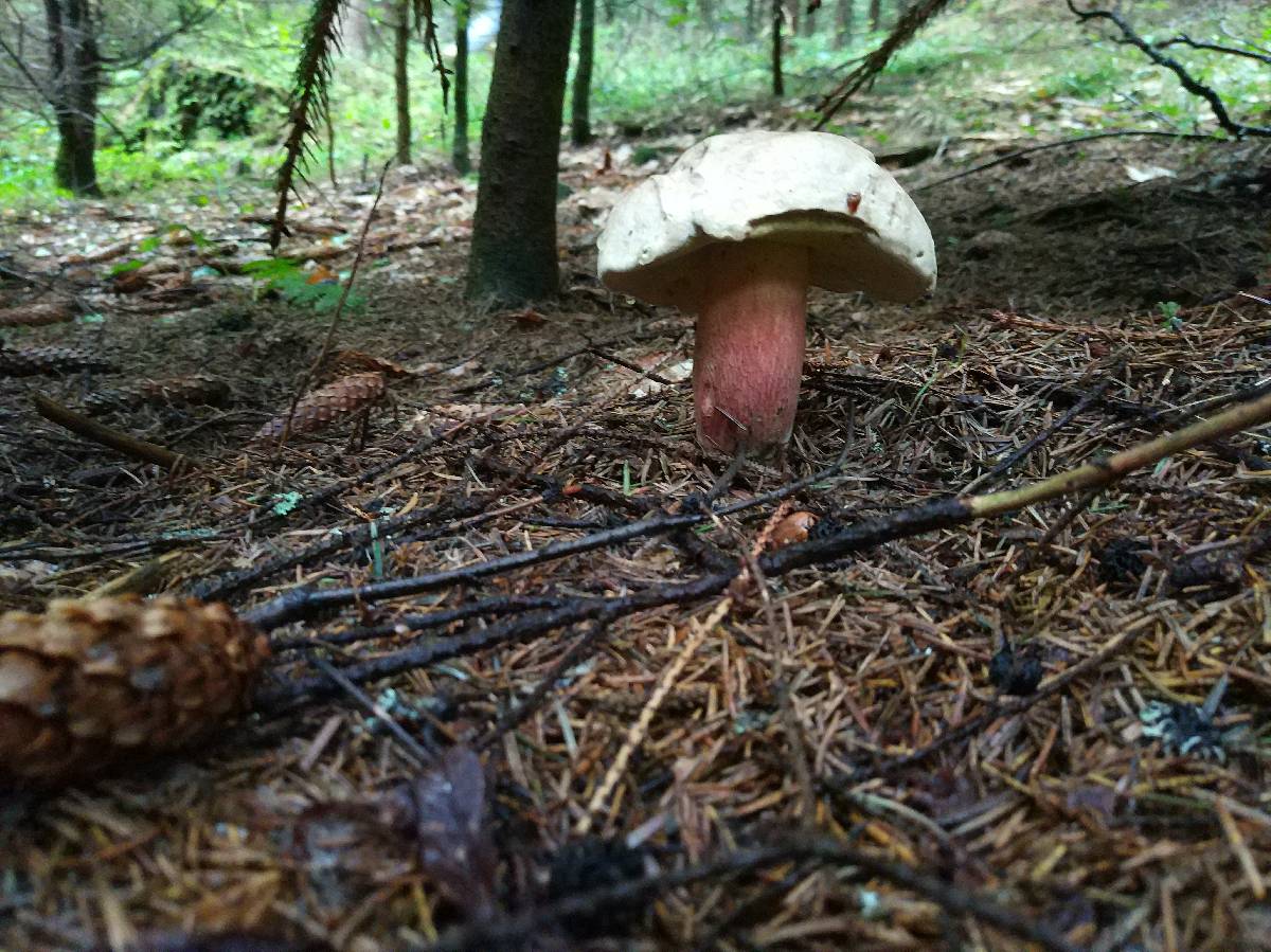 Caloboletus calopus image