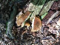 Boletus ferrugineus image