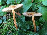 Pholiota terrestris image