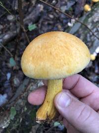 Gymnopilus luteus image