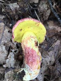 Boletus roodyi image