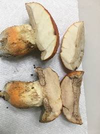 Gyroporus ballouii image