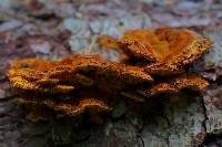 Pycnoporellus fulgens image