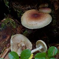 Pholiota decorata image