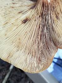 Tapinella atrotomentosa image